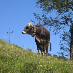 Wandern